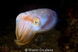 Sepia Elegans Swimming/ shooted in Bima Canon EOS 500D ni... by Gianni Cicalese 